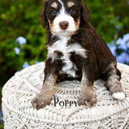 Poppy - Brown and white female Bernedoodle puppy in Tucson, Arizona from Sun Valley Goldendoodles