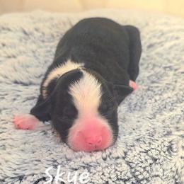 Skye - Black tri female Toy Australian Shepherd puppy in Bethany, Oklahoma from Donna's Toy & Mini Aussies