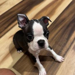 Louie - Black and white male Boston Terrier puppy in Wildwood, Missouri from Belleville Bostons
