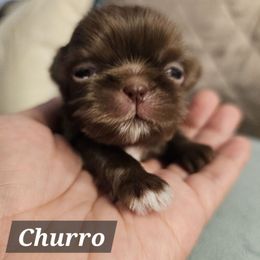 Churro - Chocolate male Shih Tzu puppy in Corona, California from Ju Shih Tzu