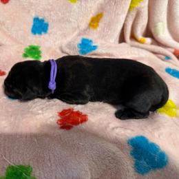 Purple Collar R - Black male Cane Corso puppy in Paris, Texas from Knucklehead Cane Corso