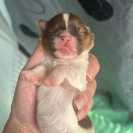 Girl 1 - Red and white female Shih Tzu puppy in Dallas, Texas from Almost Heaven Shih Tzu