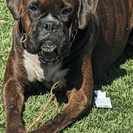 Koda - Boxer