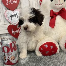 Brandy's Red Collar Boy 2150.00 - Tri-color male Bernedoodle puppy in Alvin, Texas from JP Southern Doodles