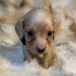Sunny - Cream male Dachshund puppy in Great Bend, Pennsylvania from Dashing Doxies