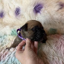 Purple collar - Fawn female Cane Corso puppy in Opelousas, Louisiana from Azelees Cane Corso