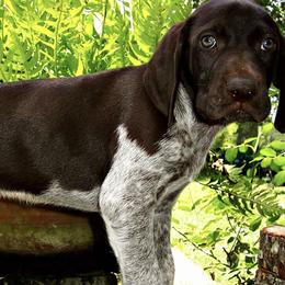 German Shorthaired Pointers from Old Orchard Farm