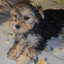 Tripp - Black and tan male Yorkipoo puppy in Lebanon, Kentucky from Mosaic Merle Doodles