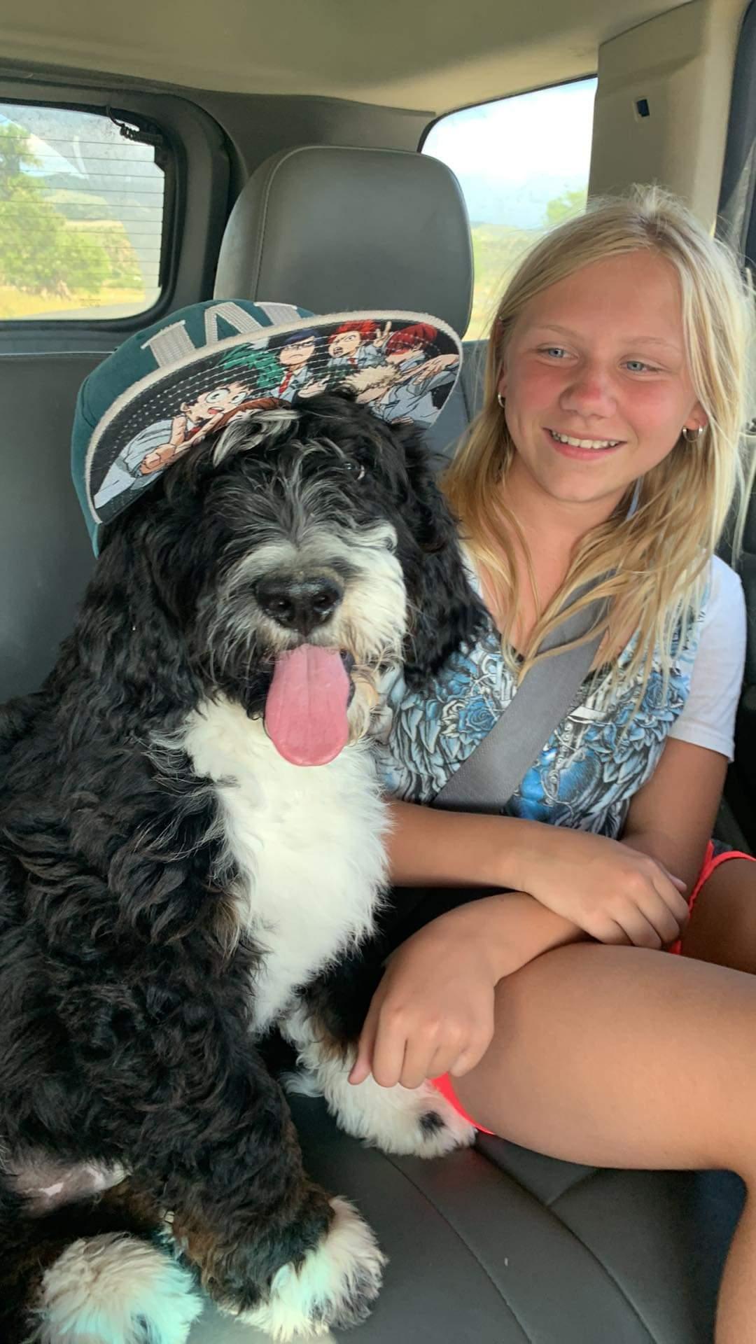 Montana Doodles in Montana Bernedoodle puppies Good Dog