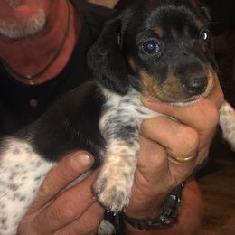 Dachshund Puppies from Carter's Dachshunds