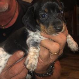 Dachshund Puppies from Carter's Dachshunds