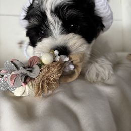 Emma - Black and white female Coton de Tulear puppy in Freeport, Texas from H❤️PE COTONS