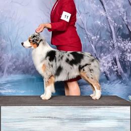 Cash - Miniature American Shepherd