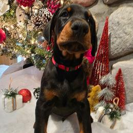 Red - Black and rust male Doberman Pinscher puppy in Anderson, Indiana from Legendary Kennels
