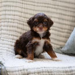 Daisy CHOCOLATE TRI FEMALE - Brown and white female Aussiedoodle puppy in Jacksonville, Florida from Lolo’s Aussiedoodle