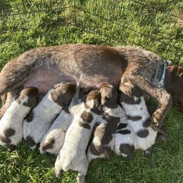 Wirehaired Pointing Griffon puppies from Caitlin's Wirehaired Pointing Griffons