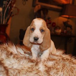 George - Lemon and white female Basset Hound puppy in Missouri from Clevenger Farms