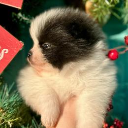 Olaf - Black parti male Pomeranian puppy in Springfield, Missouri from Hope Mountain Pomeranians