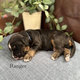 Ranger - Tri-color male Bernedoodle puppy in Waco, Texas from Blessings Pups Doodles
