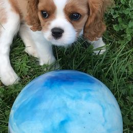 Cavalier King Charles Spaniel Puppies from Empire Hills Cavaliers