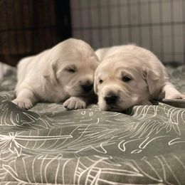 Golden Retriever Puppies from Bramble Berry Goldens