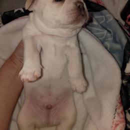 French Bulldog Puppies from Jen Haney