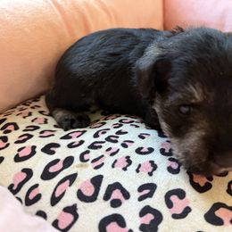 Black collar - Salt and pepper male Miniature Schnauzer puppy in Smyrna, Tennessee from Moore's Miniature Schnauzers