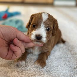 Grace - Red  female Goldendoodle puppy in Wharton, Texas from Little Fur Friends