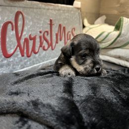 Miniature Schnauzer Puppies from Southern Charm Miniature Schnauzers