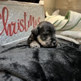 Miniature Schnauzer Puppies from Southern Charm Miniature Schnauzers