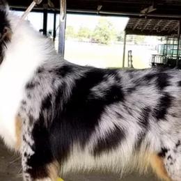Miniature American Shepherds and Smooth Fox Terriers from Flawlessly Kennel