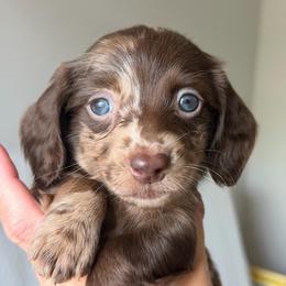 Blue Eyes Chocolate Dapple Male - Dapple male Dachshund puppy in Horizon City, Texas from Micah's Minis
