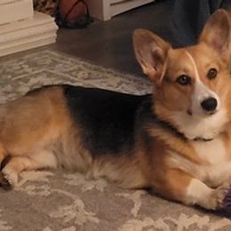 American Corgis from Painted River Farm