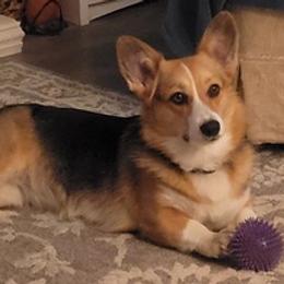 American Corgis from Painted River Farm