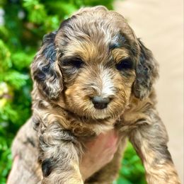 Pugsley - Blue merle male Bernedoodle puppy in Mattawan, Michigan from KaZoo Doodles