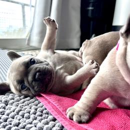 French Bulldog Puppies from Upcountry Frenchies