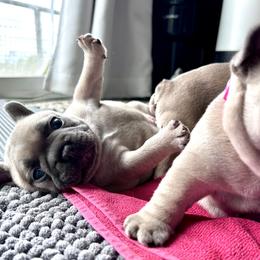 French Bulldog Puppies from Upcountry Frenchies