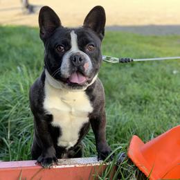 Boston Terrier, Companion Cross, and French Bulldog Puppies from High Plains French Bulldogs,Boston Terriers and Frenchtons.
