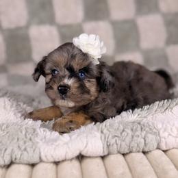 Cupcake BLUE EYES - female Australian Mountain Doodle puppy in Sweetwater, Florida from Sandy Snout Doodles