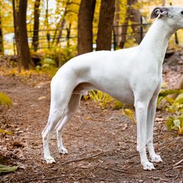 Salukis and Whippets from Falconeer Kennels