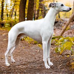 Salukis and Whippets from Falconeer Kennels