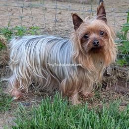 Dazi - Yorkshire Terrier