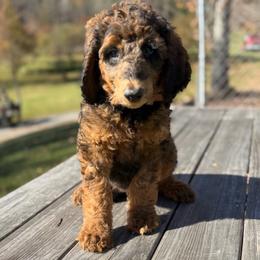 Denver - Brindle male Poodle puppy in St. Johnsbury, Vermont from Poodles of the Northern Woods