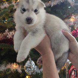 Male 1 - Gray and white male Siberian Husky puppy in Wheelock, Vermont from Powdermist Siberians, LLC.