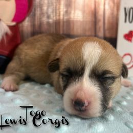 Australian Shepherd and Pembroke Welsh Corgi Puppies from Lewis Aussie’s & Corgi’s
