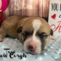 Australian Shepherd and Pembroke Welsh Corgi Puppies from Lewis Aussie’s & Corgi’s