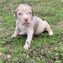 Female 6 - Red merle female Catahoula Leopard Dog puppy in Gadsden, Alabama from Rich Cat’s