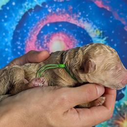 Boy 4 - male Poodle puppy in Coal City, Illinois from Pantheon Poodles