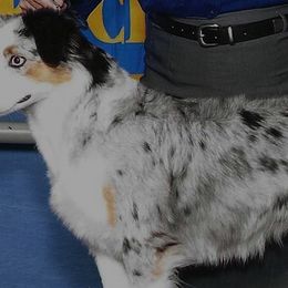 Callie - Miniature American Shepherd