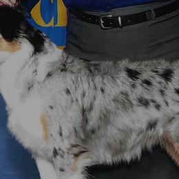 Callie - Miniature American Shepherd